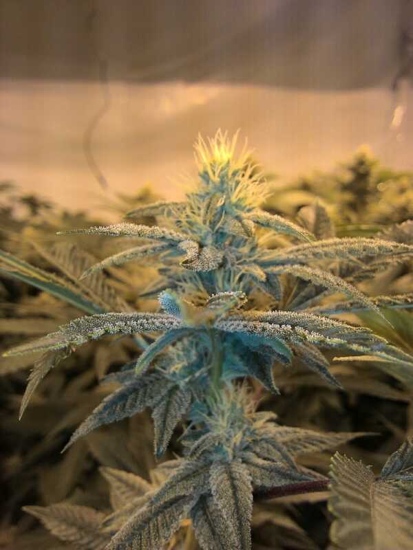 gg4-jpg.571526