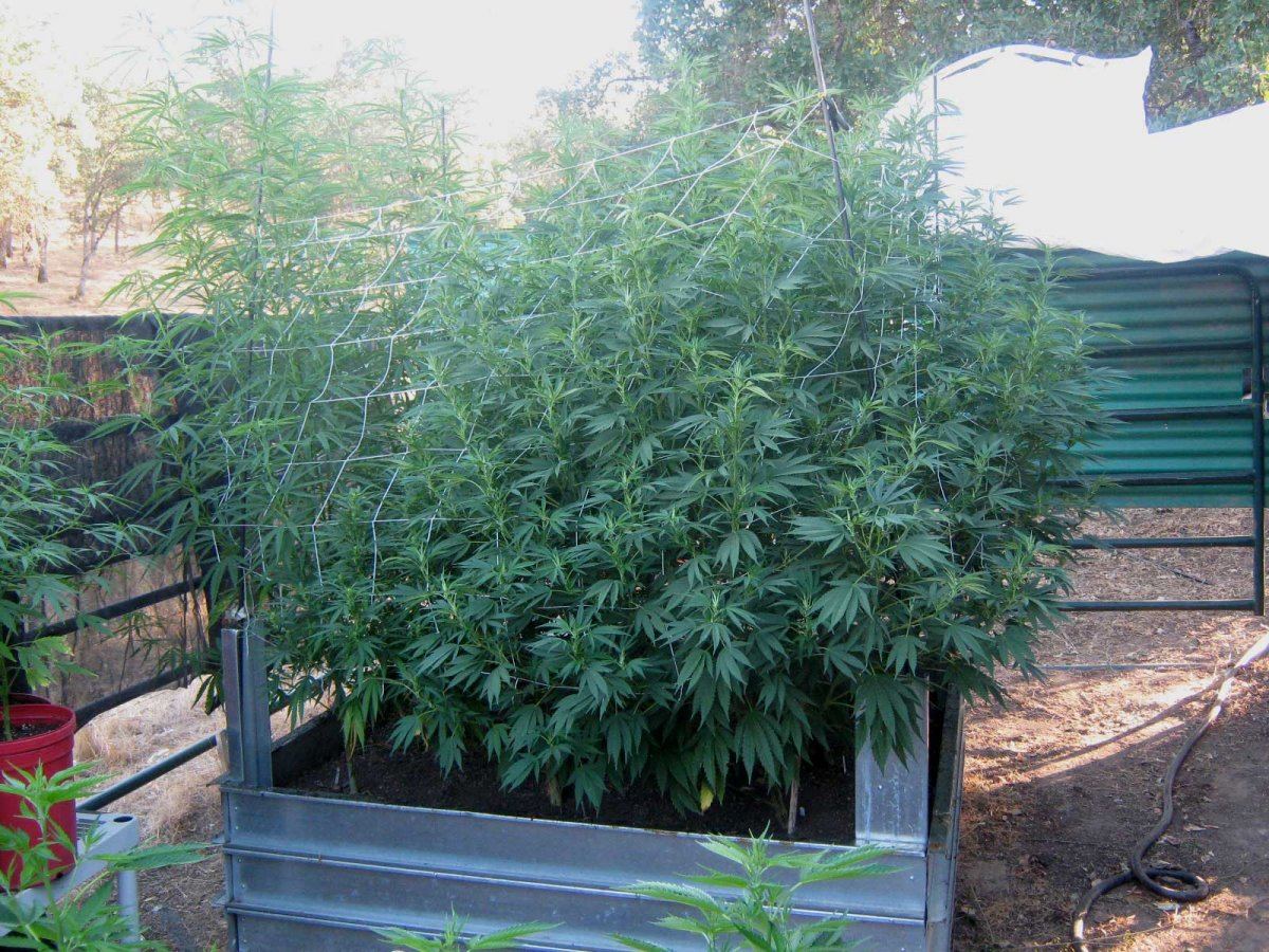 greencrack813-jpg.163610