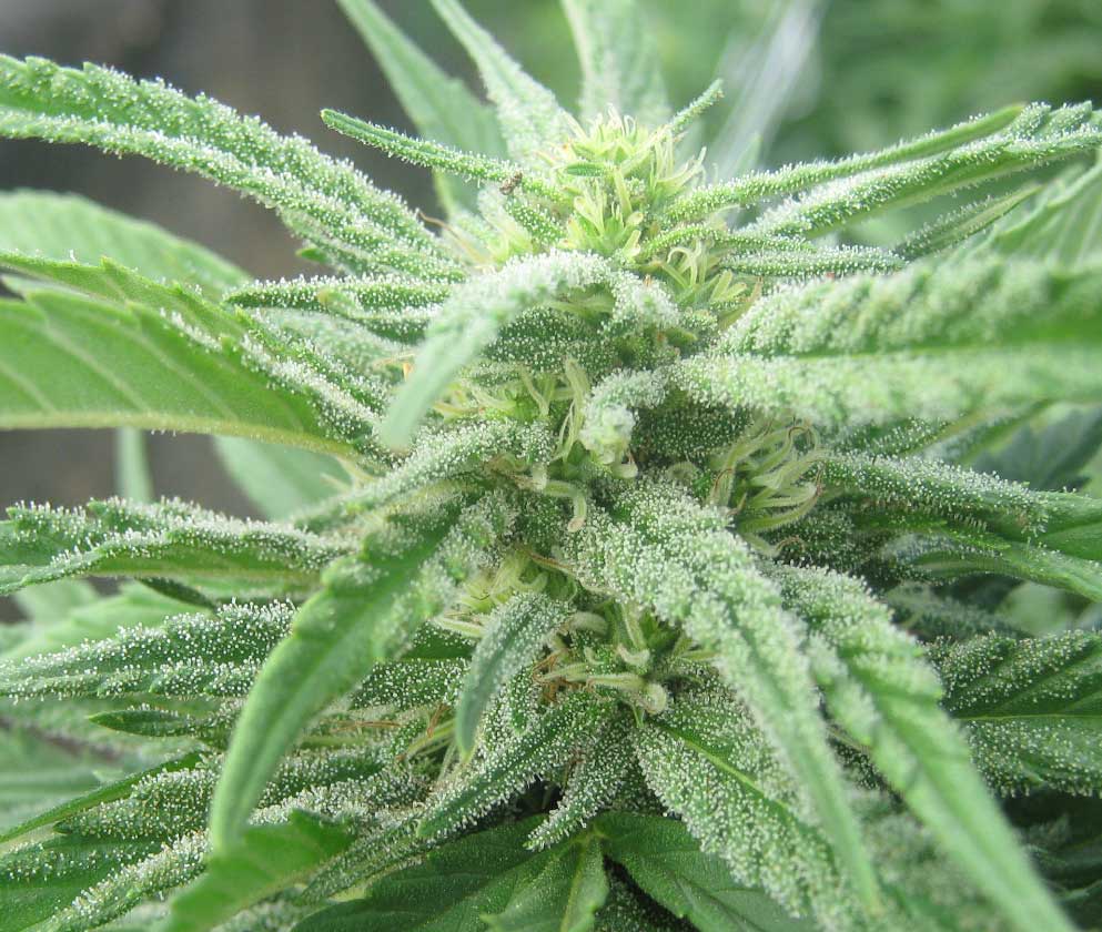 harlequinfrosty8_22-jpg.165176