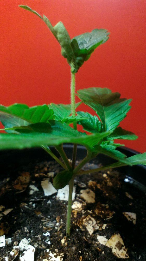 imag0063-2-jpg.514230