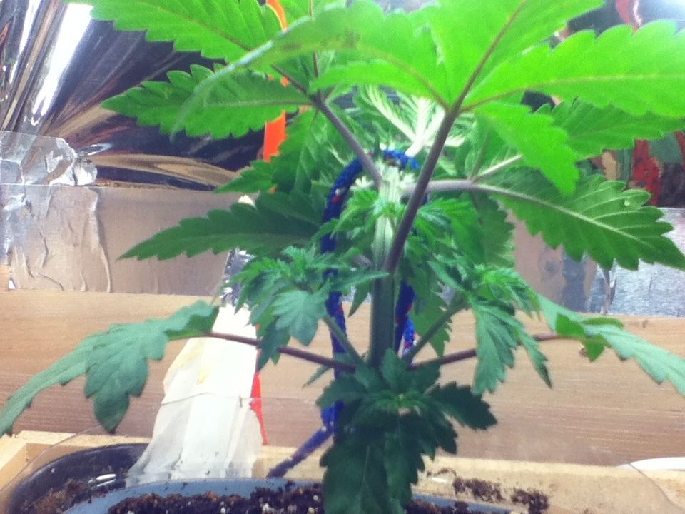 image-jpg.483907