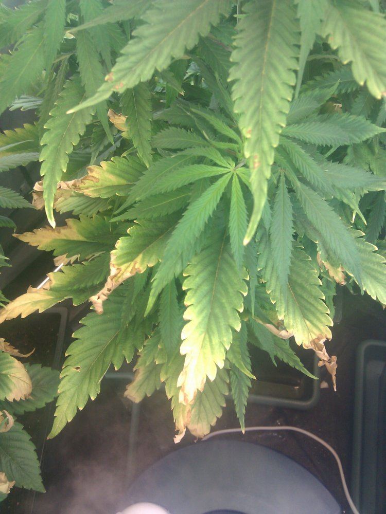 is this a K (potassium) deficiency? | THCFarmer - Cannabis Cultivation