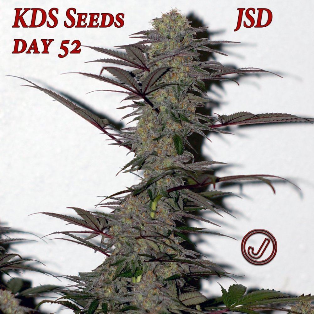 jsd_52-jpg.500722