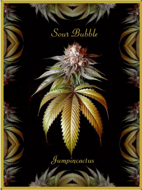 jumpincactus-potm-jpg.580943