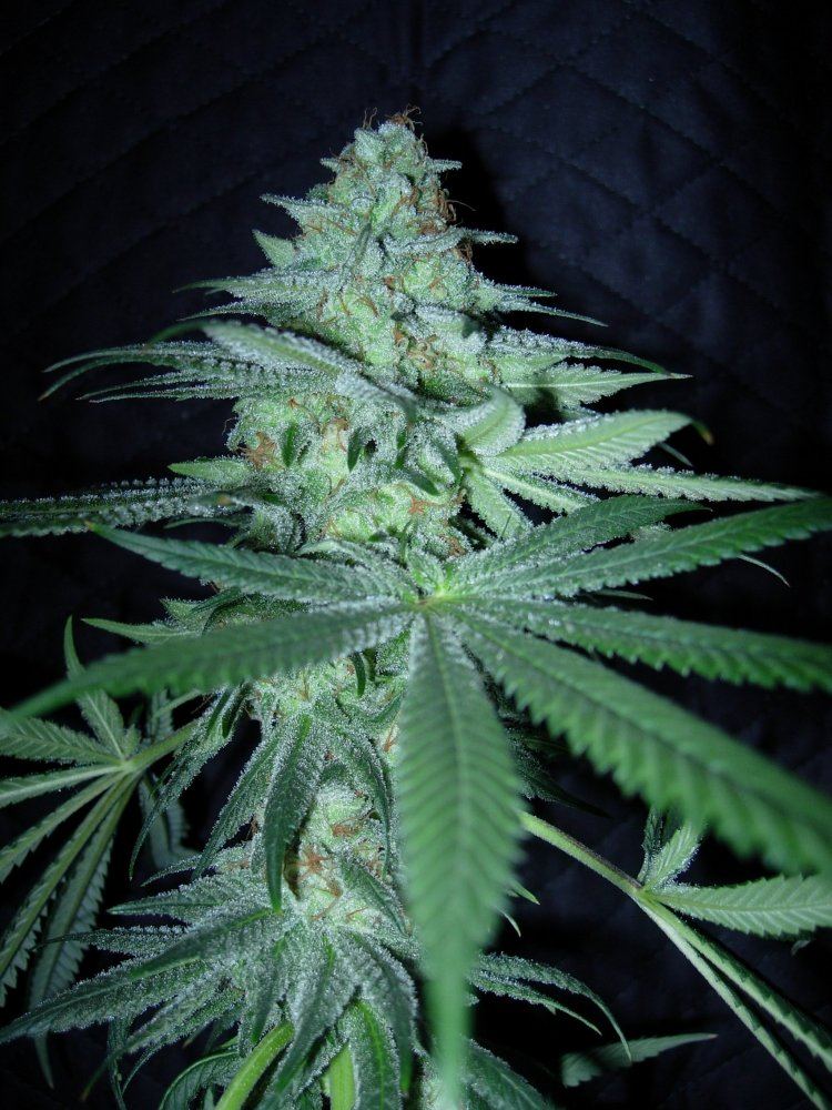 pheno-_1-jpg.670644