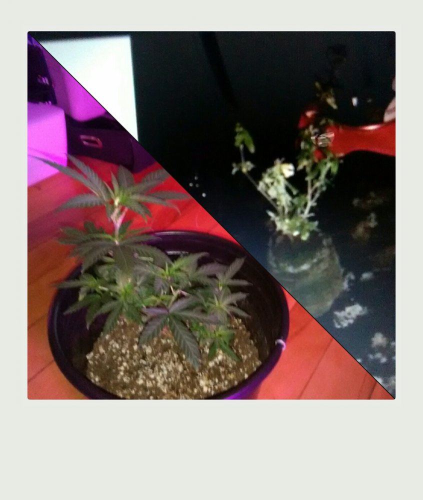 polaroid_2017-05-31_21-19-24_original-jpeg.705932