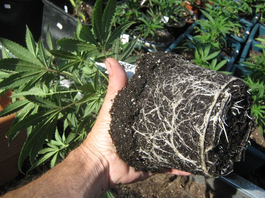 purpleberryairlayer5_21-jpg.219300