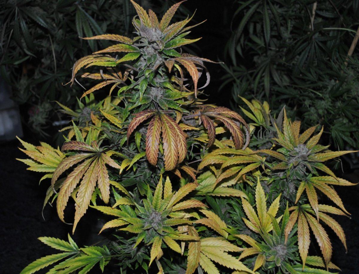purps-8-31-10-001-jpg.314536