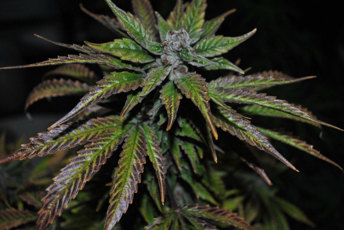 purps-8-31-10-007-jpg.314538