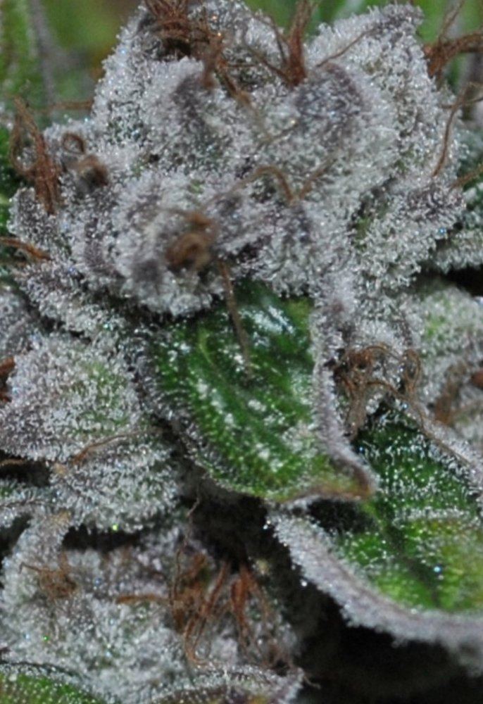 purps-8-31-10-010-jpg.314539