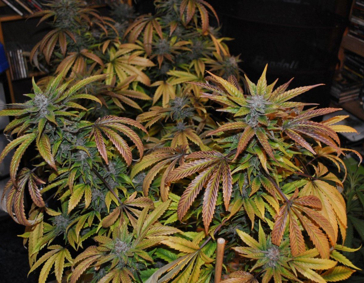 purps-8-31-10-013-jpg.314540
