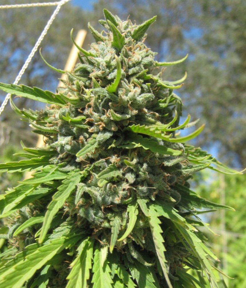rcbud10_8-jpg.258182