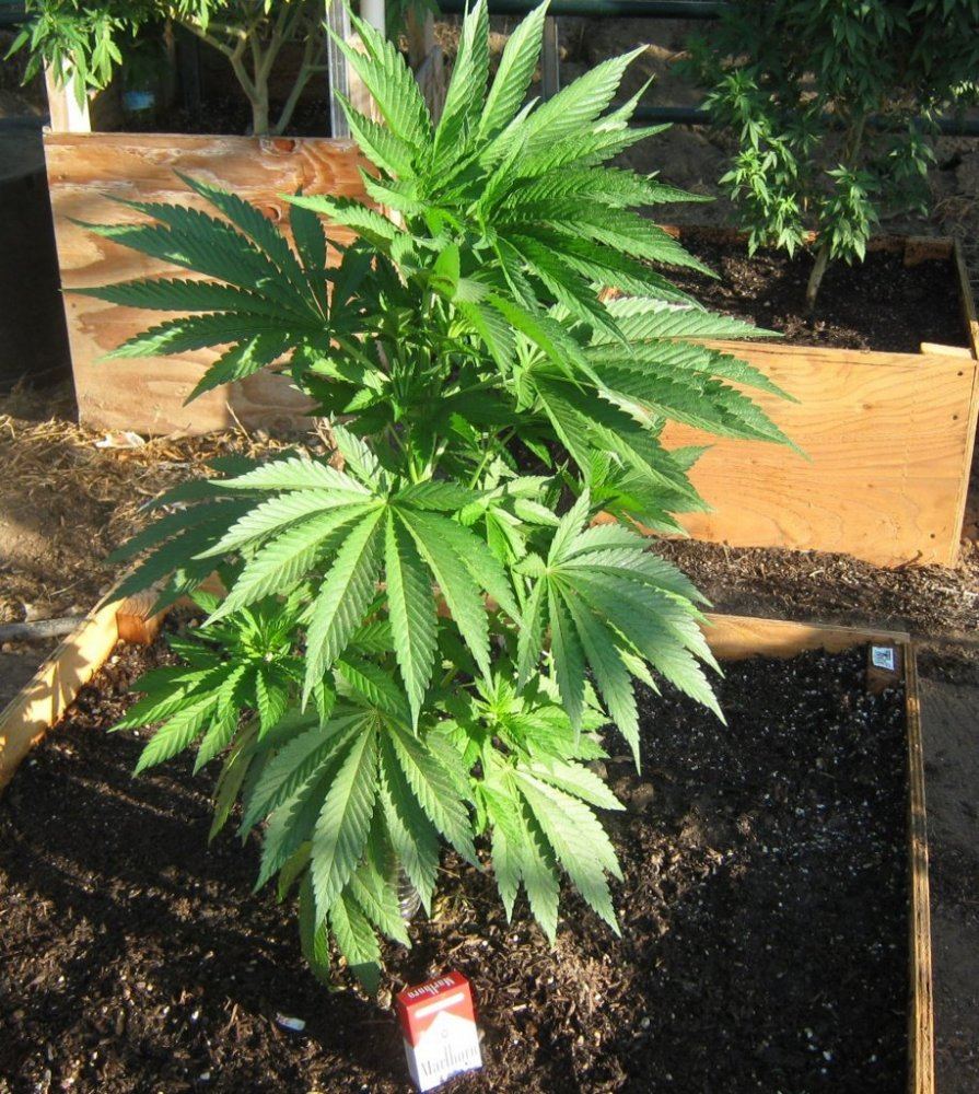 rockcandypraying7_5-jpg.231810