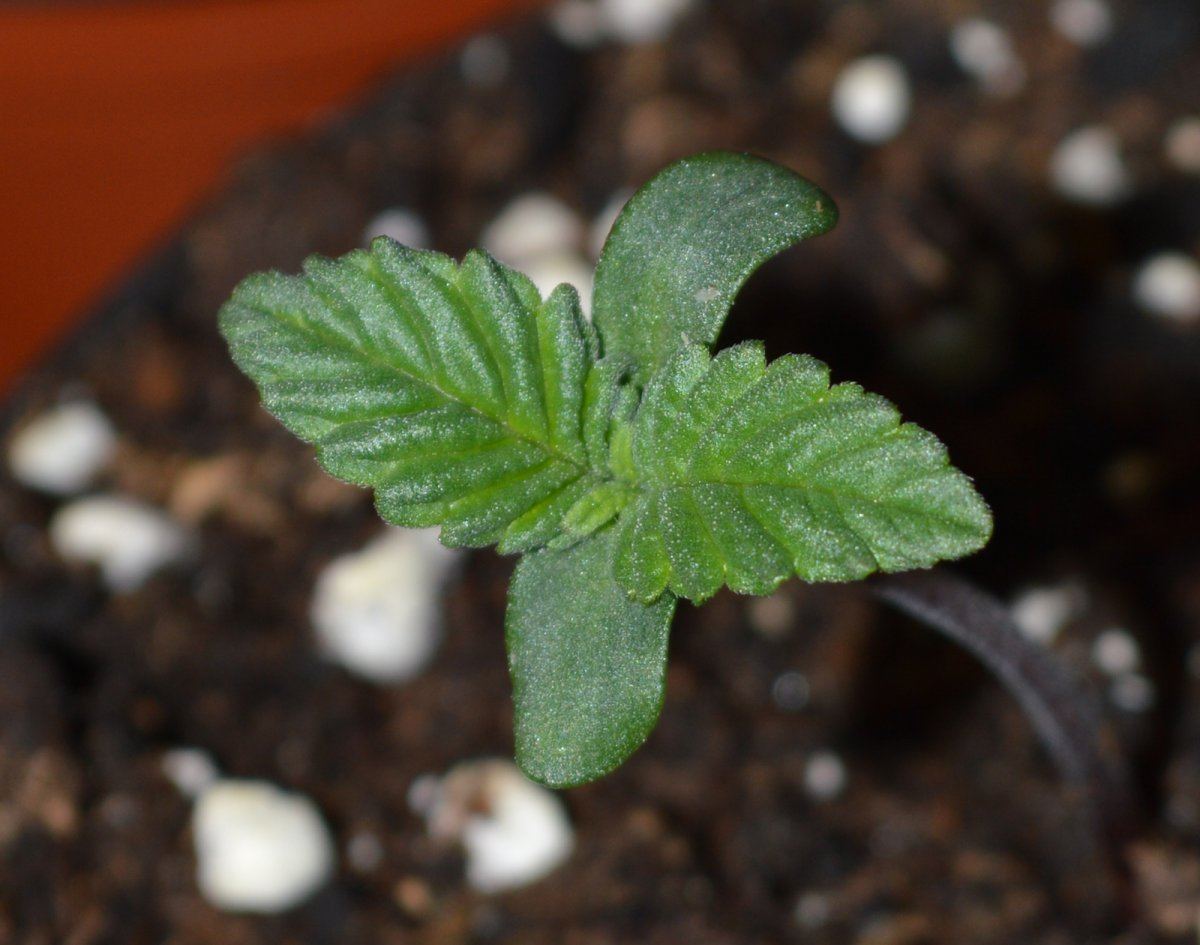 seedling2-jpg.577170