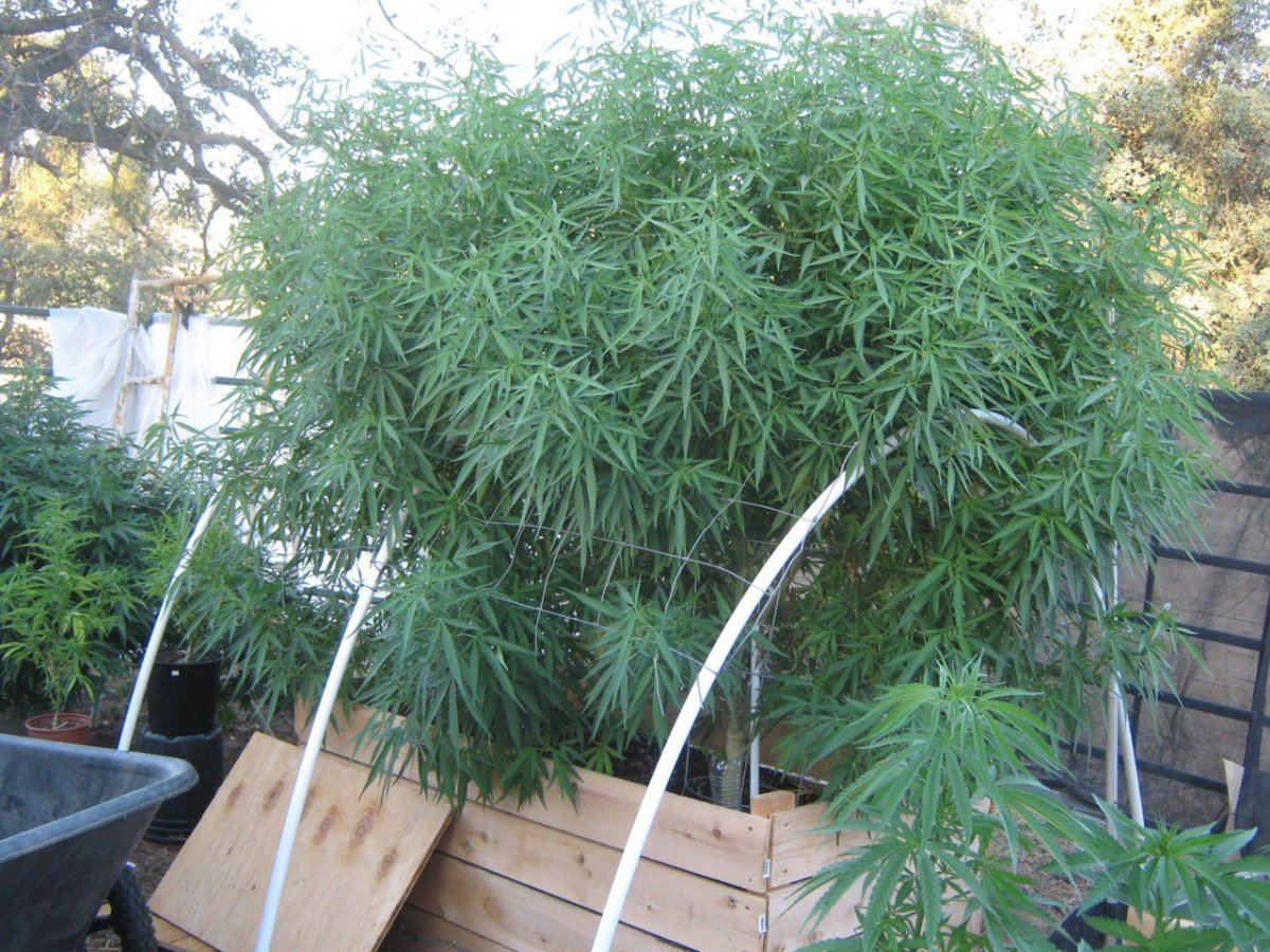 twintrees-6_18-jpg.227042