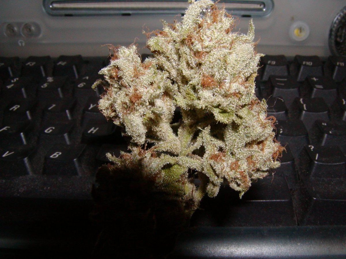 white-bx-fire-og-3-jpg.480128
