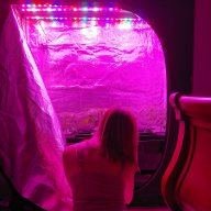 purplefrog