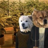 Chowfarms