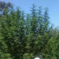 bongstar