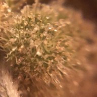 Ak49