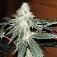Freedomfarmr