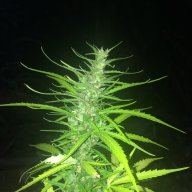 Tropicanna