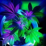 420budz