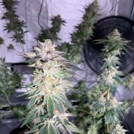 Cookiebone13