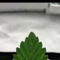 MCC420