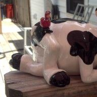 moomoo247