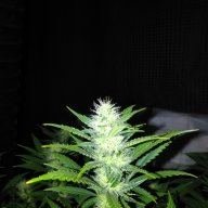 Bbang420