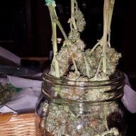 PuffysDragon