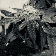 Budtenda2018