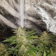 Dank420boss