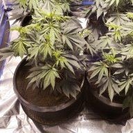 BudForCancer