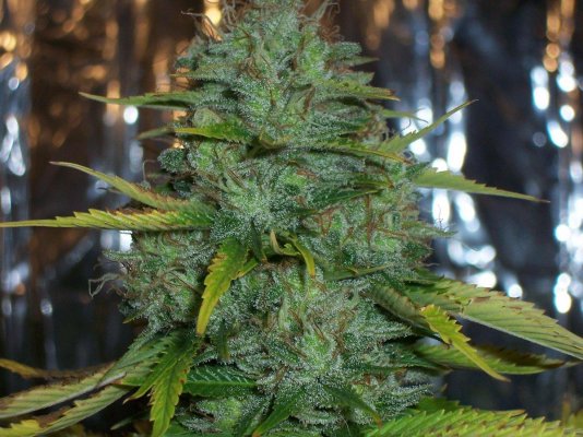 jh-indica-1.jpg