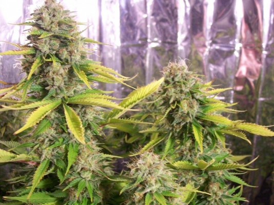 jh-indica-3.jpg