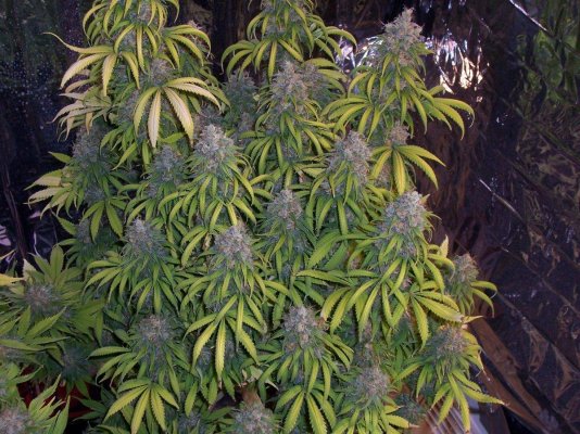 jh-sativa1.jpg