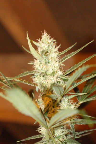 sensi-zyms-indoor-mix-3.jpg