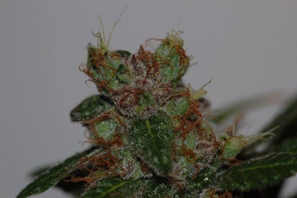 smurfberry-2.jpg