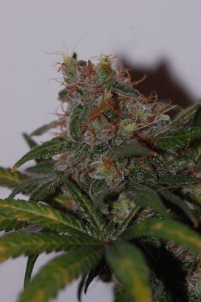 smurfberry-3.jpg