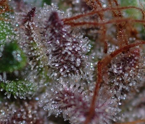 smurfberry-4.jpg