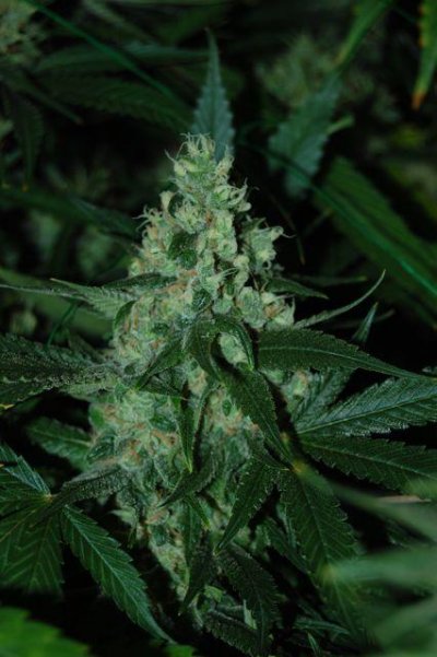 lots-of-strains-in-the-jungle-5.jpg