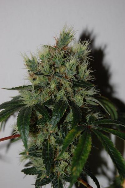 lots-of-strains-in-the-jungle-10.jpg