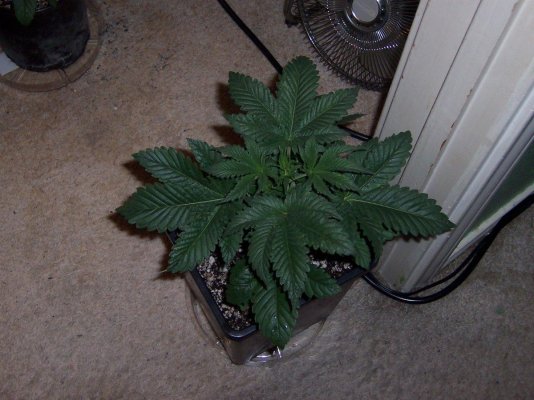 White Widow.JPG