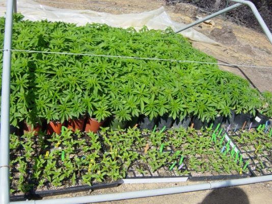 spinach2-001.jpg