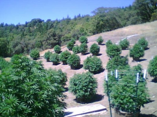 hightimes1.jpg