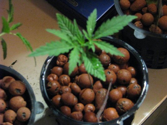 lemon-larry-from-seed.jpg