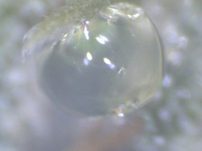 Gigantic trichrome head/blob (x200)