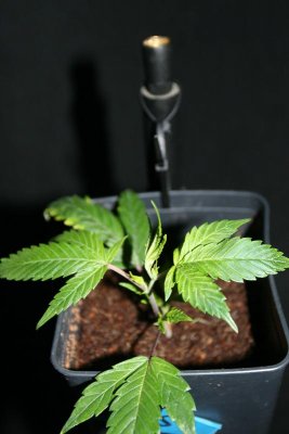 Speaker stands for plants